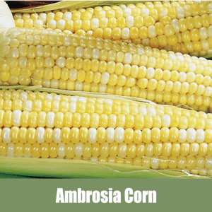 Ambrosia Corn, also known as Tall Untreated Ambrosia Corn